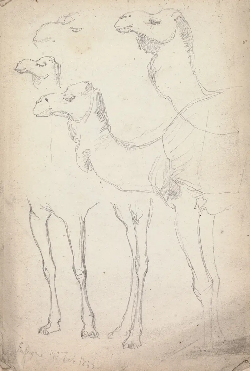 Studier av kameler, Lahore, 17 februari 1860 av William Simpson