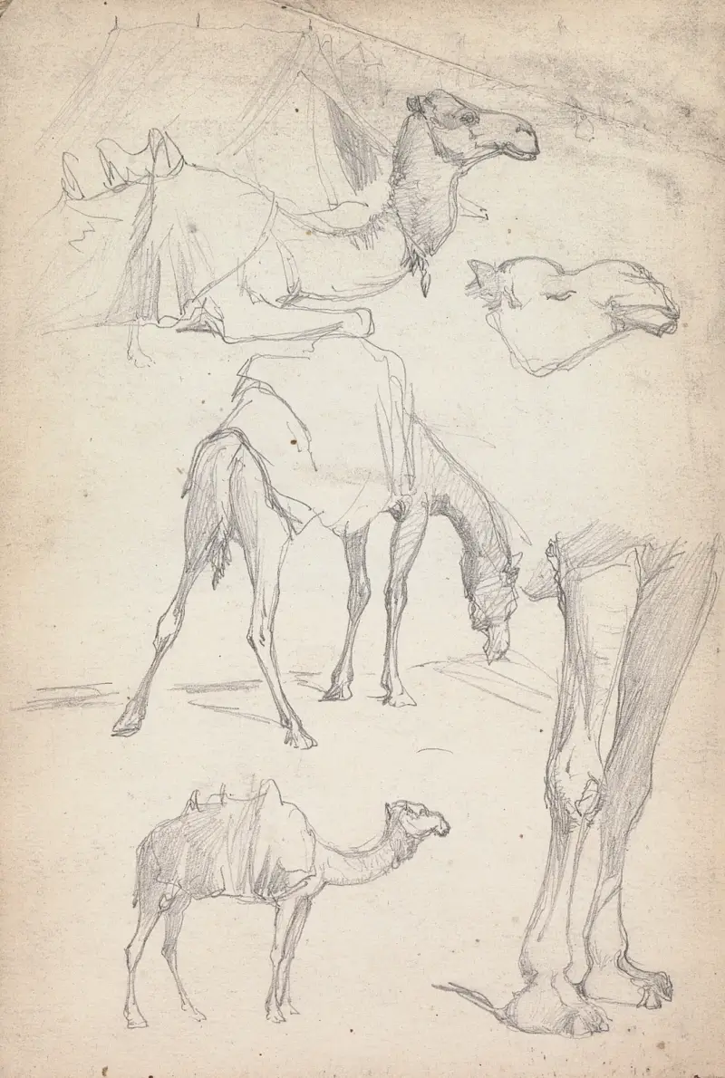 Kamelstudien von William Simpson