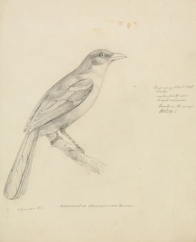 Pták, William Swainson