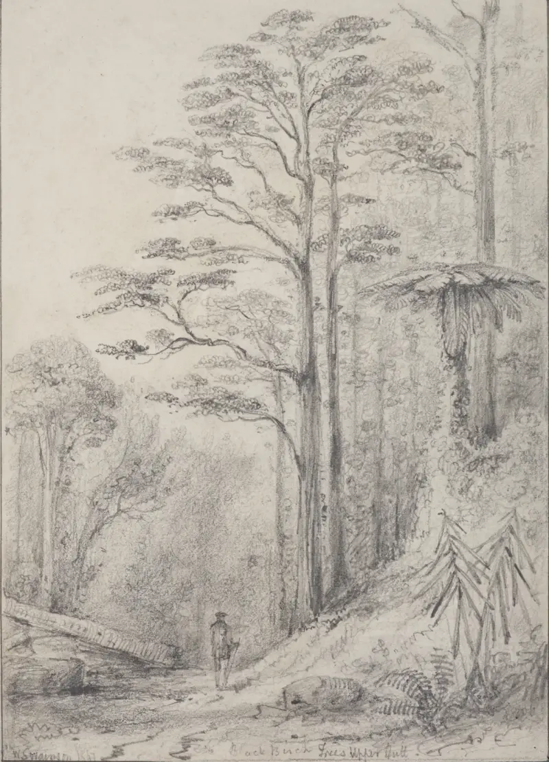 Schwarzer Birkenwald, Upper Hutt von William Swainson