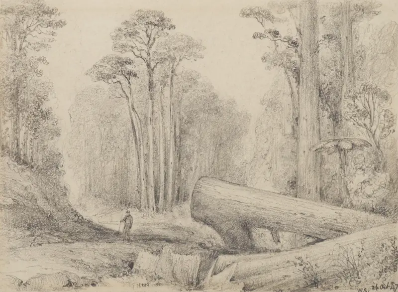 Hutt Road, round the first gorge, looking down av William Swainson