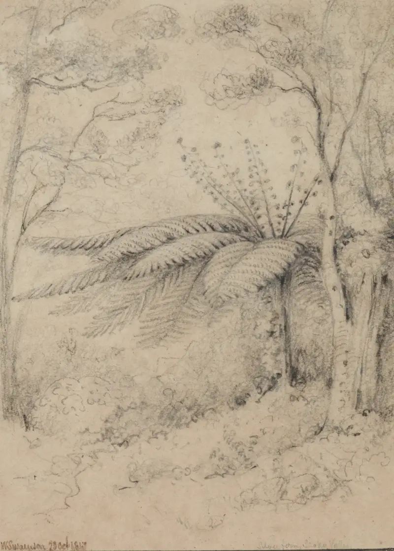 Silver fern, Stokes Valley, 1847, Lower Hutt av William Swainson