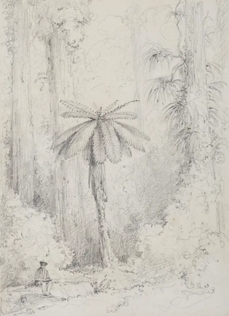Silver leaved fern, Hutt forest av William Swainson