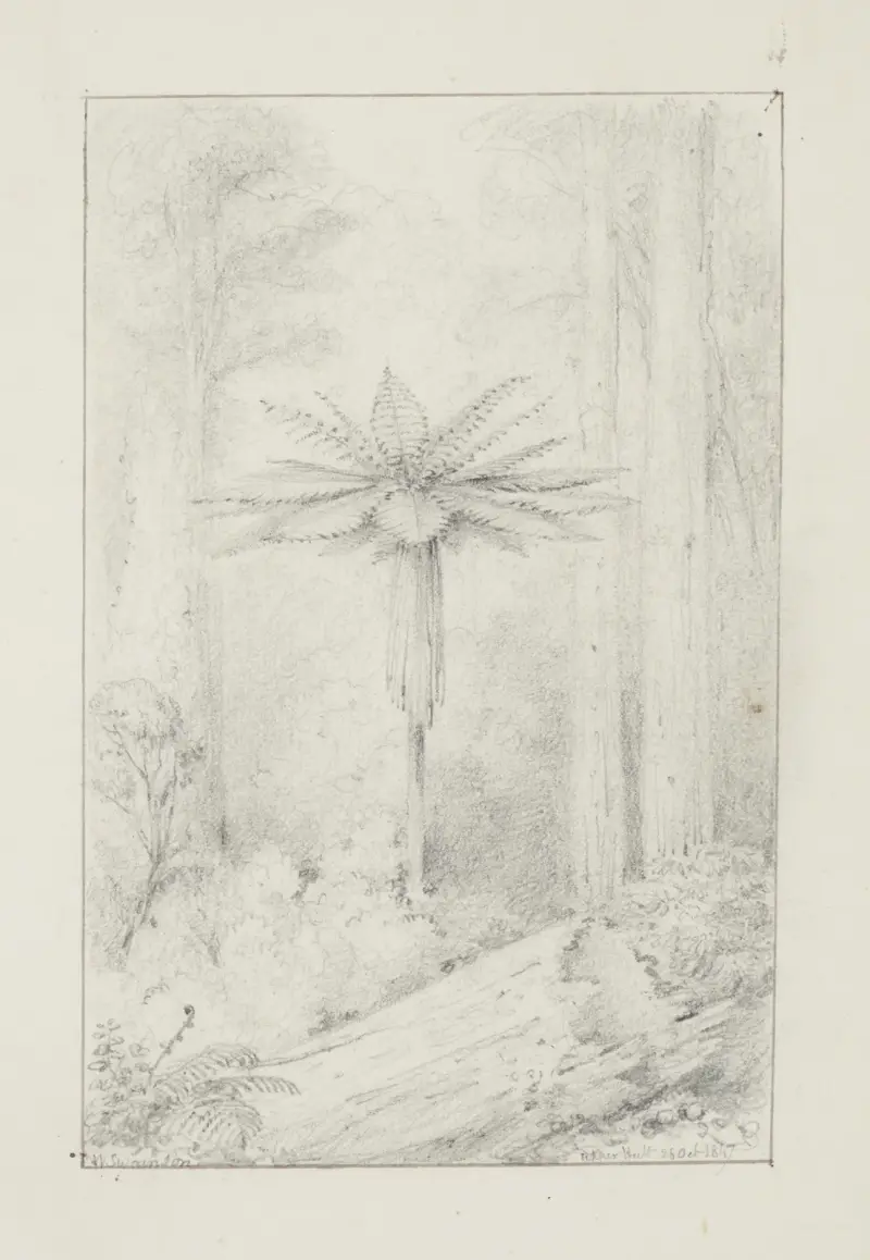 Soft leaved tree fern, Upper Hutt av William Swainson