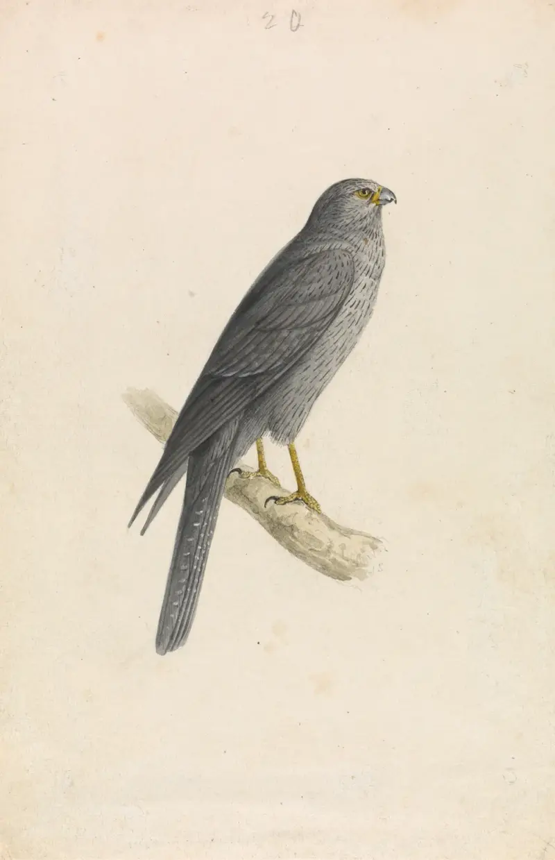 Sooty Falcon, William Swainson