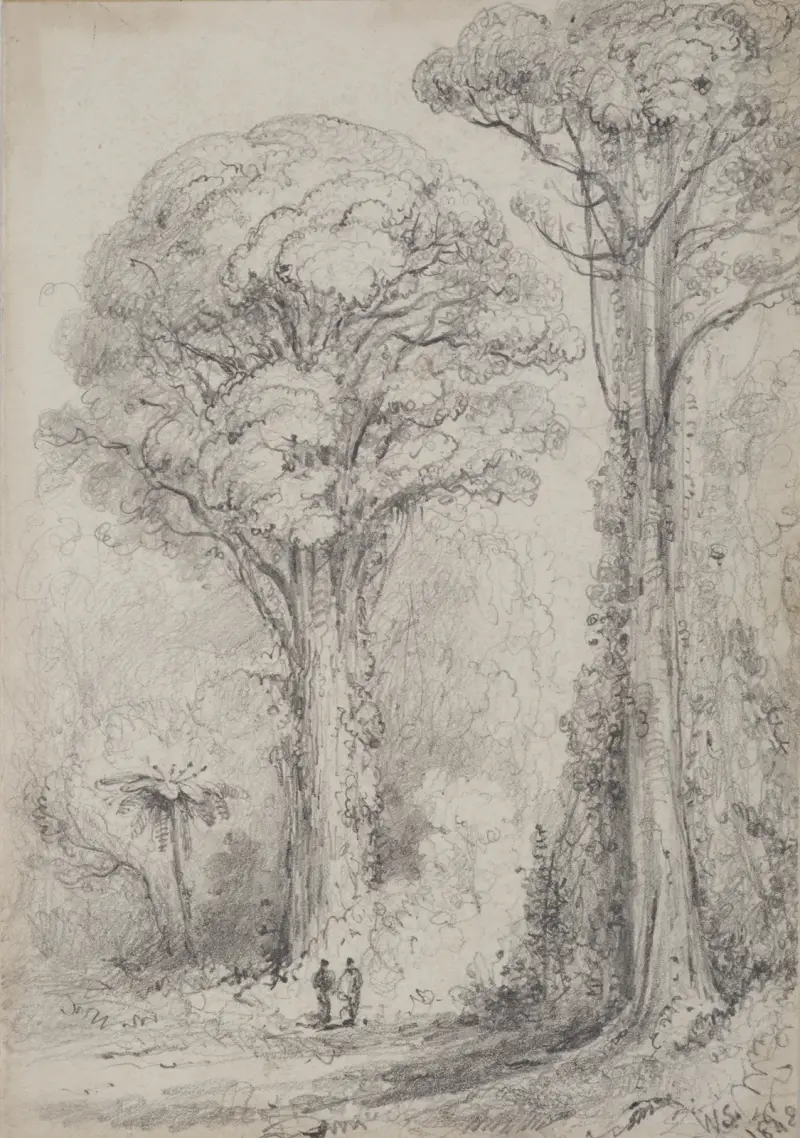 Weiße Kiefer, Stokes Valley von William Swainson