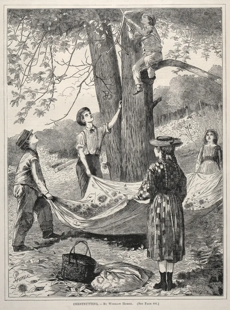 Zbieranie kasztanów, Winslow Homer