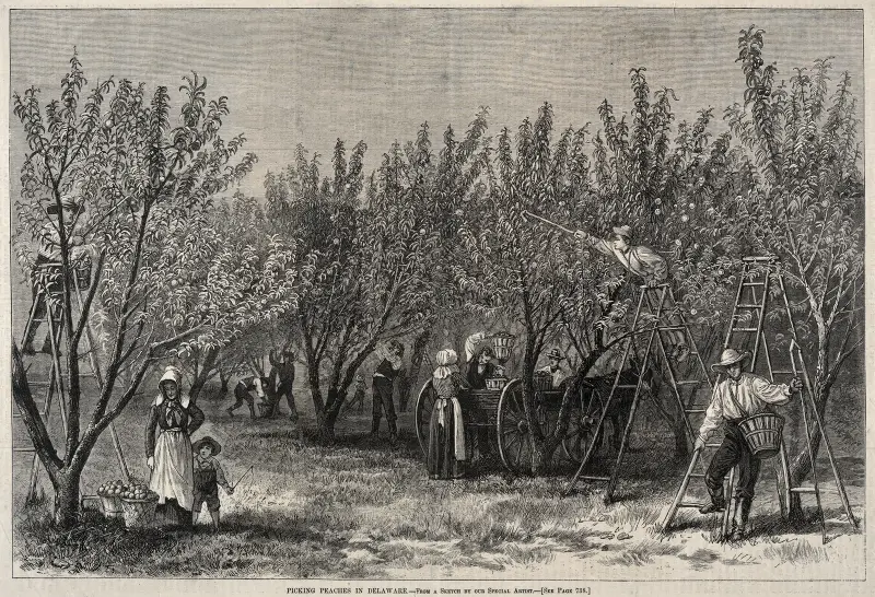 Picking Peaches in Delaware av Winslow Homer