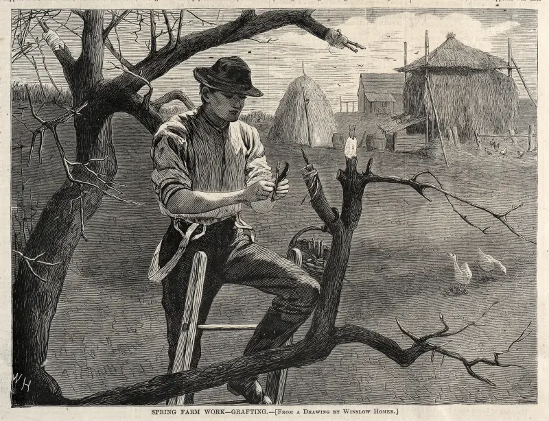 Frühlingsarbeit auf dem Bauernhof – Veredelung von Winslow Homer