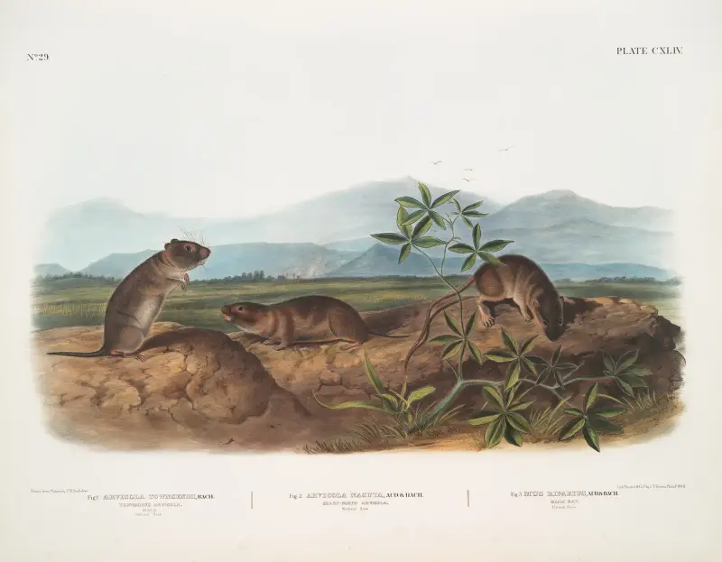 1. Arvicola Townsendii, Townsend’s Arvicola; 2. Arvicola nasuta, Sharp-nosed Arvicola. Natural size. 3. Mus riparius, Bank Rat. Natural size. av John Woodhouse Audubon