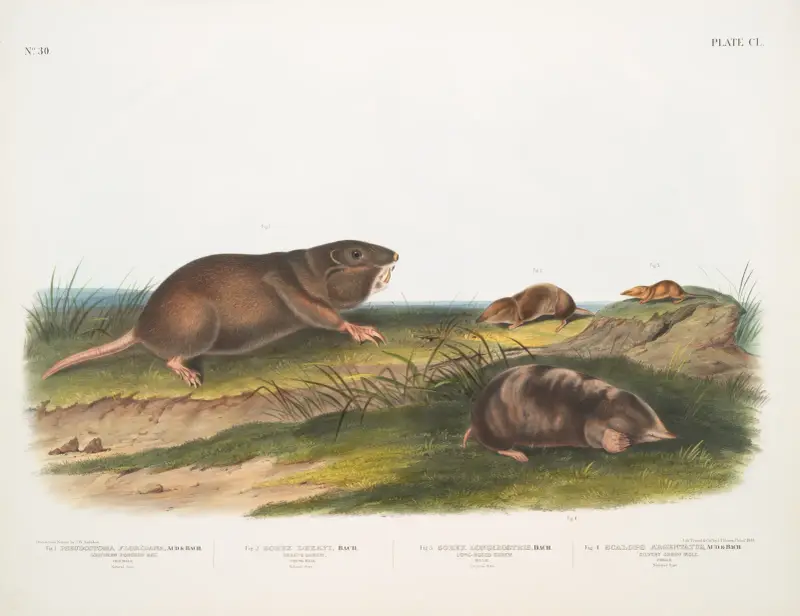 1. Pseudostoma Floridana, sydlig påssråtta 2. Sorex Dekayi, Dekays näbbmus av John Woodhouse Audubon