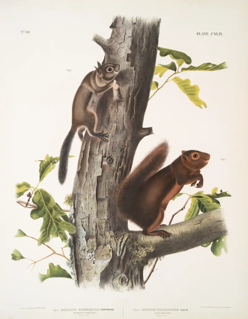 1. Sciurus Fremonsii, Fremont’s Squirrel. Natural size; 2. Sciurus fuliginosus, Sooty Squirrel. Natural size. av John Woodhouse Audubon