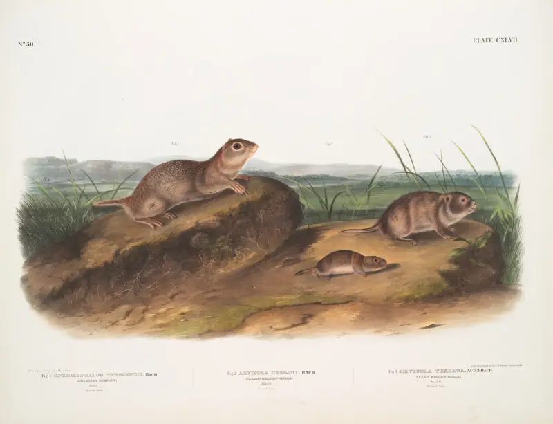 1. Spermophilus Townsendii, Amerikanische Ziesel. Männchen 2. Arvicola Oregoni, Oregon-Wühlmaus. Männchen 3. Arvicola Texiana, Texas-Wühlmaus. Männchen von John Woodhouse Audubon