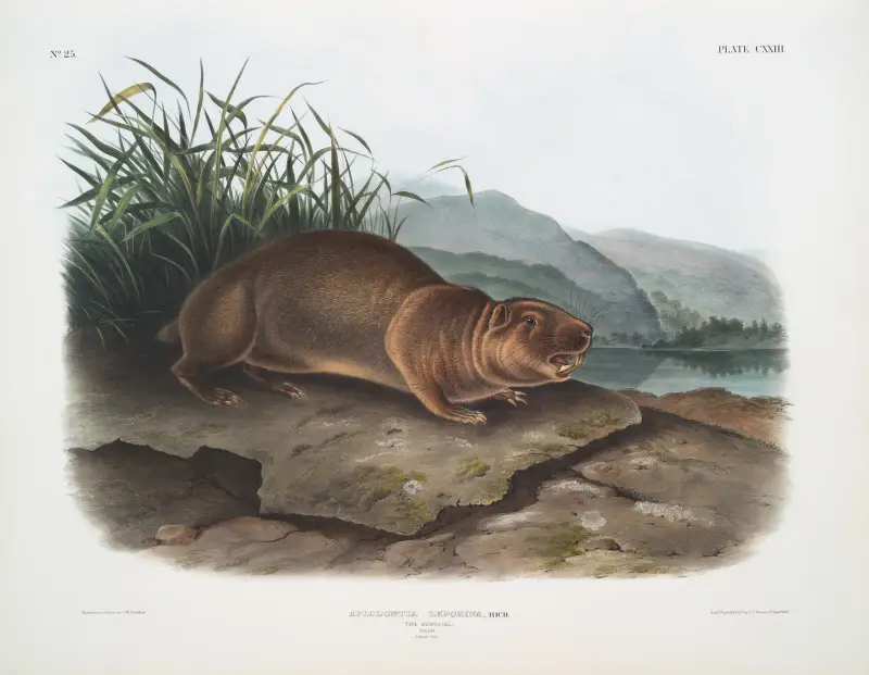 Aplodontia leporina, der Sewellel. Männchen. Lebensgröße. von John Woodhouse Audubon