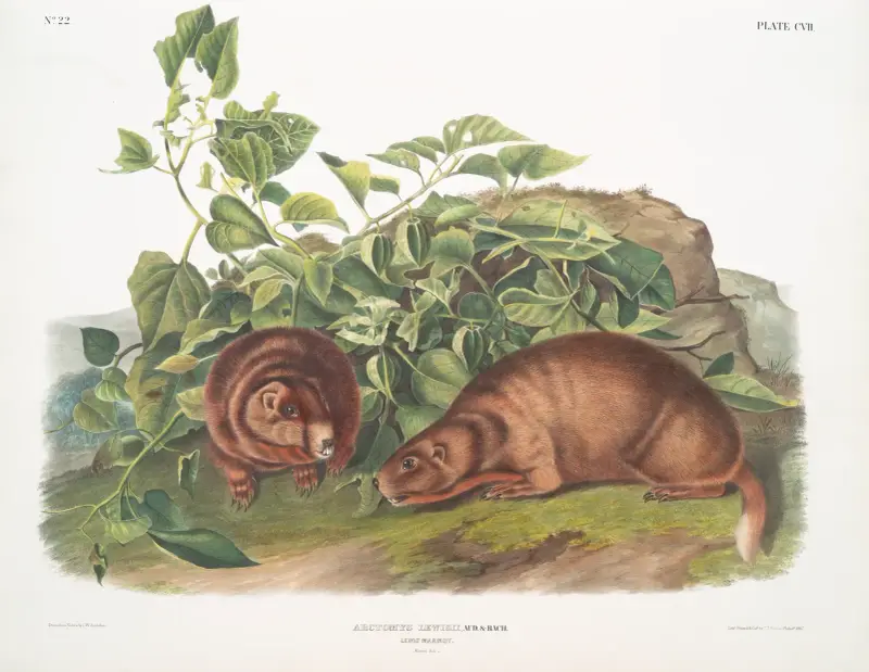 Arctomys Lewisii, Lewi’s Marmot. Natural size. av John Woodhouse Audubon