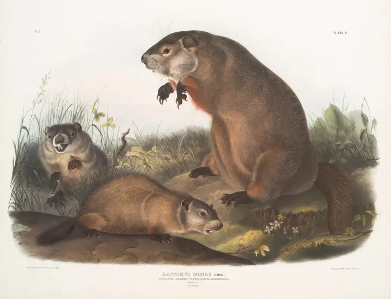 Arctomys monax, Maryland Marmot, Woodchuck, Groundhog. Natural size. Old & young. av John Woodhouse Audubon