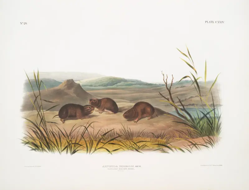 Arvicola borealis, północna mysz łąkowa. Naturalna wielkość., John Woodhouse Audubon