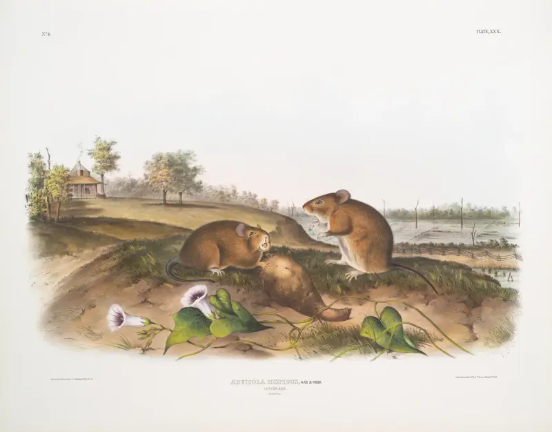 Arvicola hispidus, bomullsråtta. Naturlig storlek. av John Woodhouse Audubon