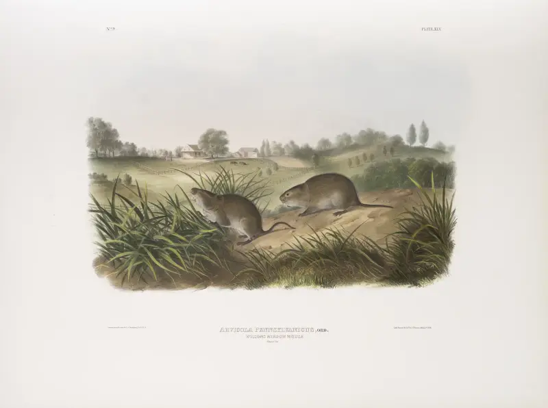 Arvicola Pennsylvanicus, Wilsons ängsmus. Naturlig storlek. av John Woodhouse Audubon