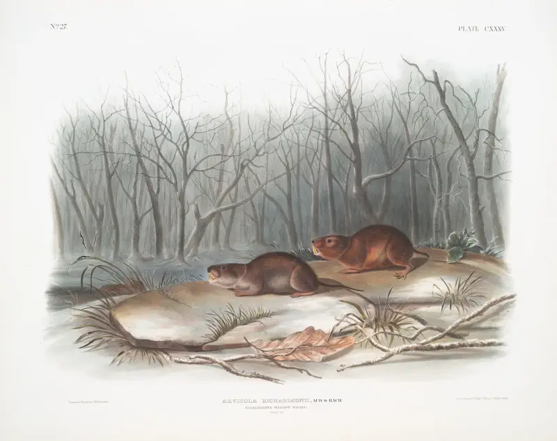Arvicola richardsonii, Richardsons ängsmus. Naturlig storlek. av John Woodhouse Audubon