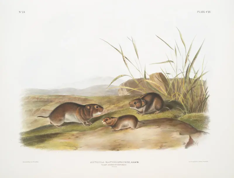 Arvicola xanthognathus, gulkindad ängsmus. Naturlig storlek. av John Woodhouse Audubon
