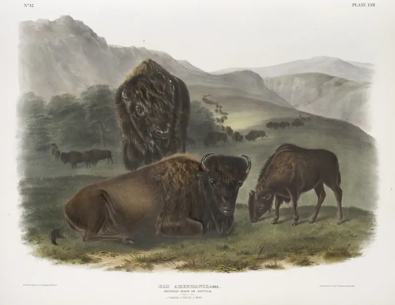 Bos Americanus, Amerikansk bison. 1. Hona, 2. Ung, 3. Hane. av John Woodhouse Audubon