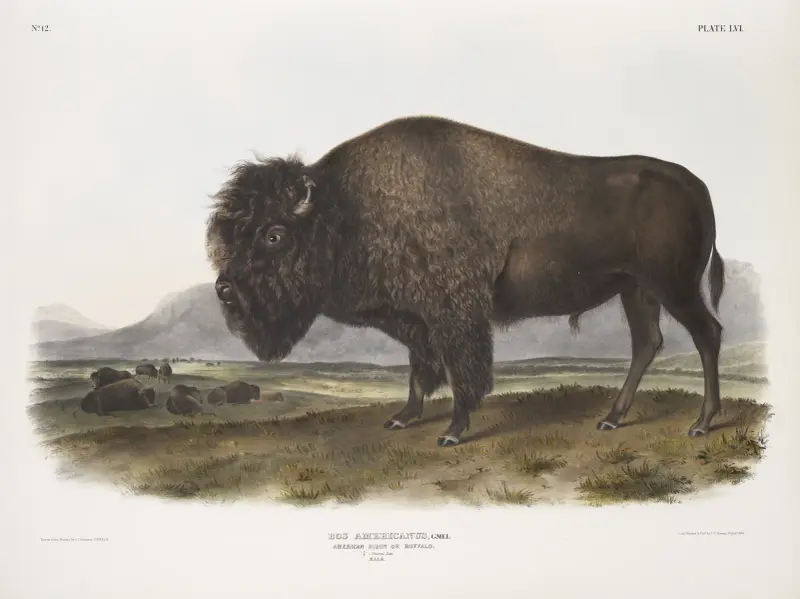 Bos Americanus, American Bison, or Buffalo. Male. av John Woodhouse Audubon