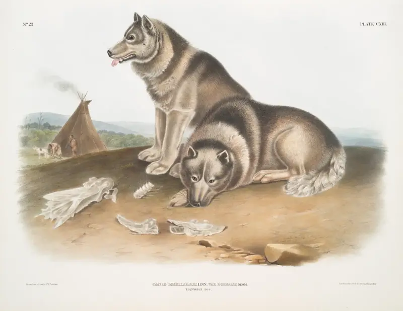 Eskimåhund (Canis familiaris, Esquimaux Dog) av John Woodhouse Audubon