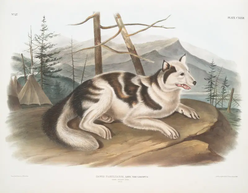 Kanadyjski pies zająco-indiaski, samiec, John Woodhouse Audubon