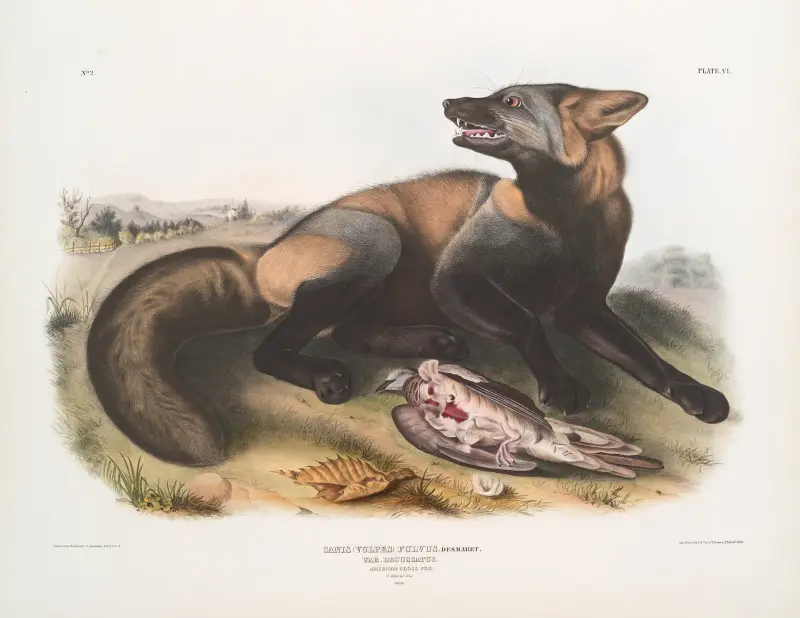 Canis (Vulpes) Fulvus, Amerikansk korsräv av John Woodhouse Audubon