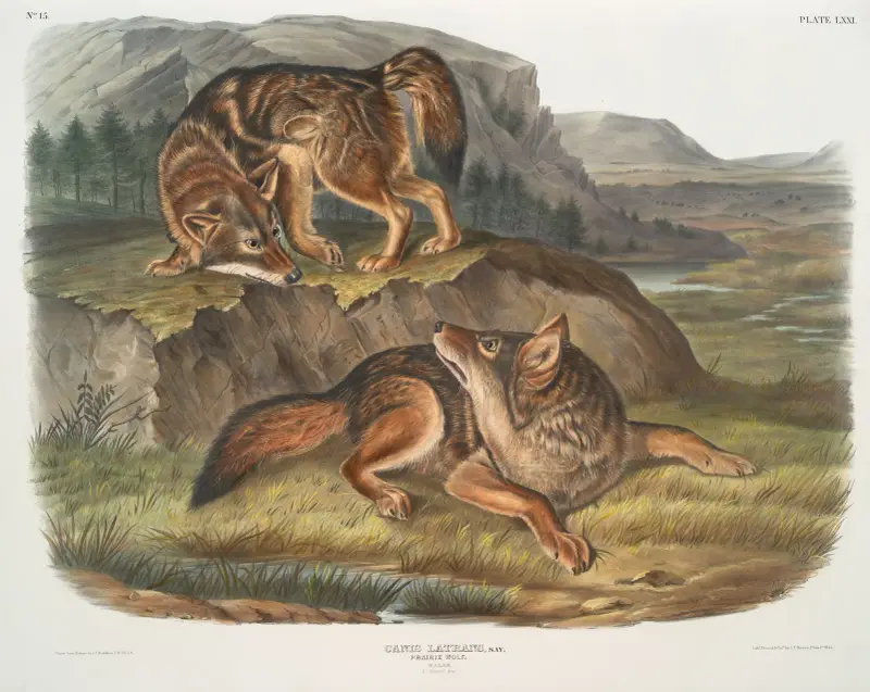 Canis latrans, Prairie Wolf. Males. av John Woodhouse Audubon