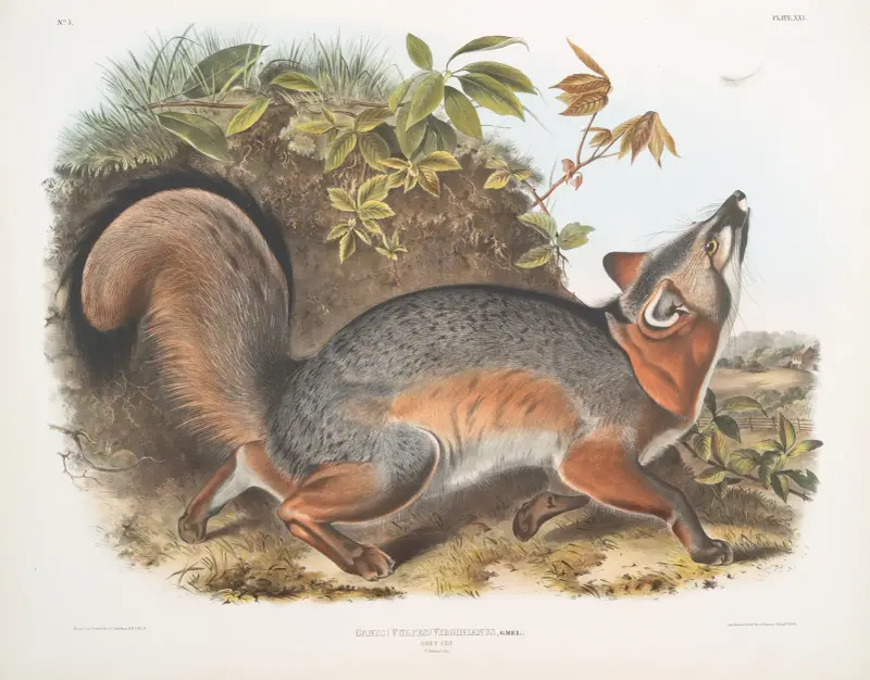 Canis (Vulpes) Virginianus, Gråräv av John Woodhouse Audubon