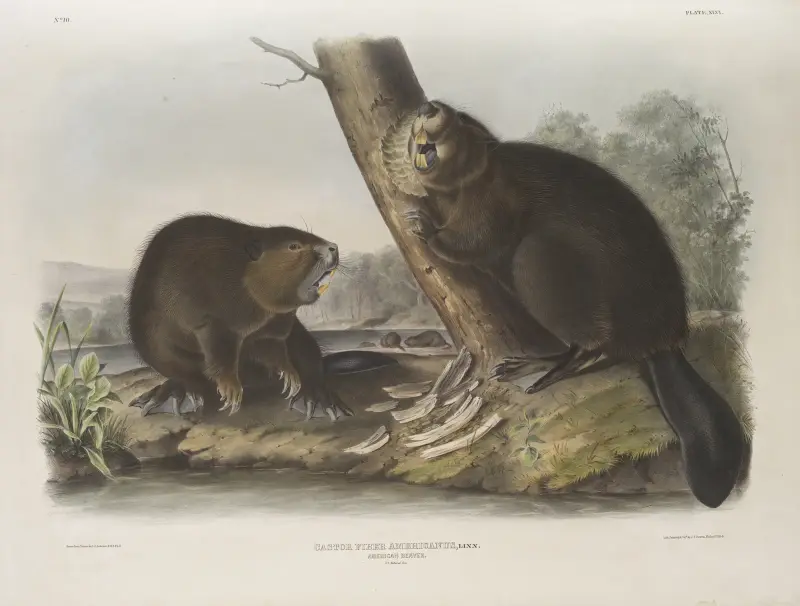 Amerikansk bäver av John Woodhouse Audubon