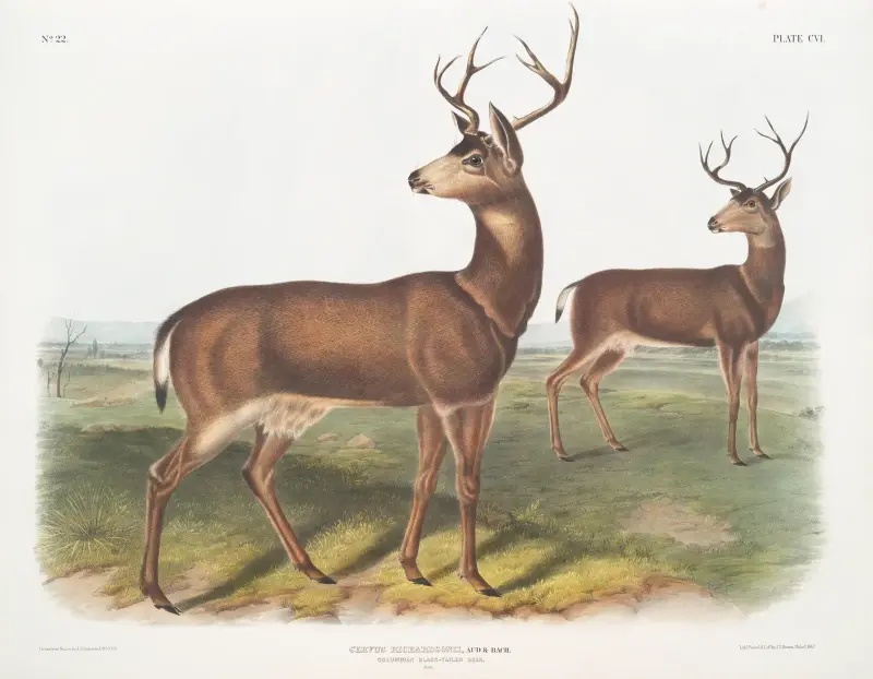 Cervus Richardsonii, Columbian Black-tailed Deer. Male. av John Woodhouse Audubon