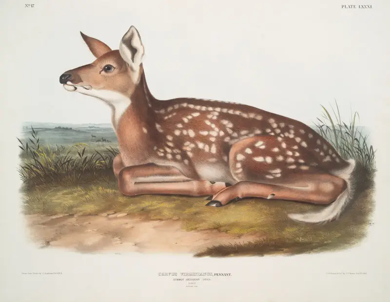 Cervus Virginianus, vanlig amerikansk hjort. (Kid. Naturlig storlek.) av John Woodhouse Audubon