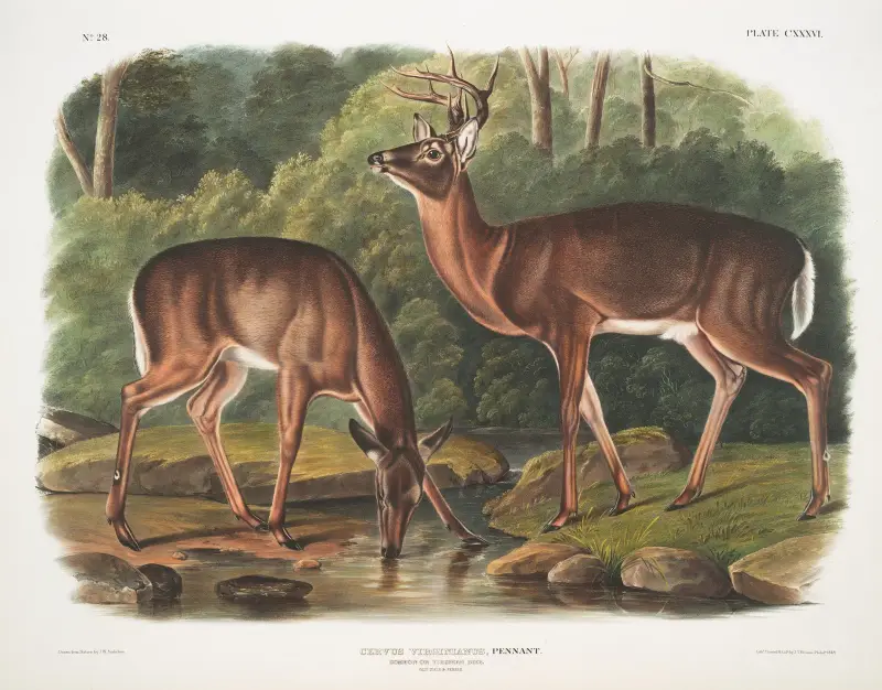 Cervus Virginianus, Common or Virginian Deer. Old male & female. av John Woodhouse Audubon