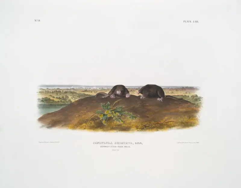 Condylura cristata, Common Star-nose Mole. Natural size. av John Woodhouse Audubon