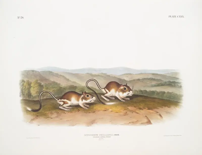Dipodomys Phillipsii, Pouched Jerboa Mouse. Males. Natural size. von John Woodhouse Audubon