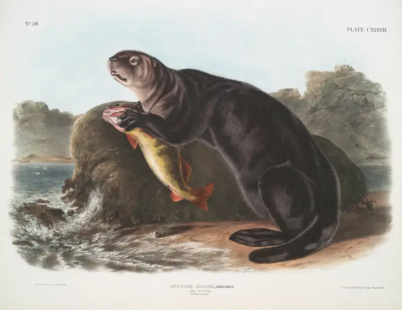 Wydra morska, młody samiec, John Woodhouse Audubon