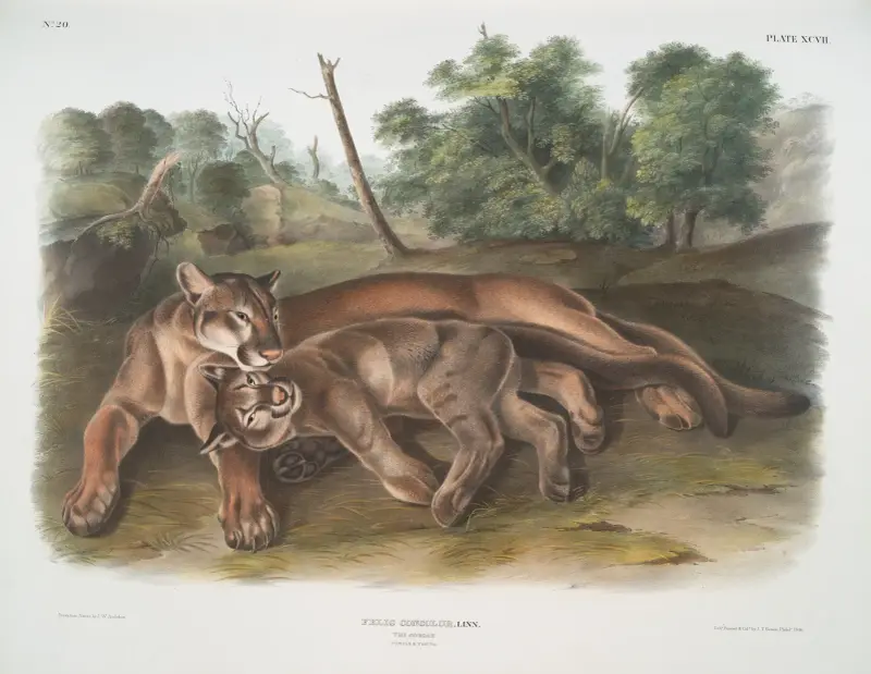 Felis concolor, puma. Hona och unge. av John Woodhouse Audubon