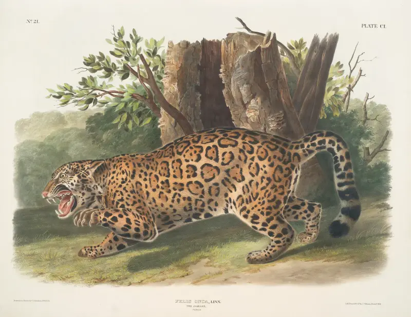 Felis onca, jaguar. Hona. av John Woodhouse Audubon