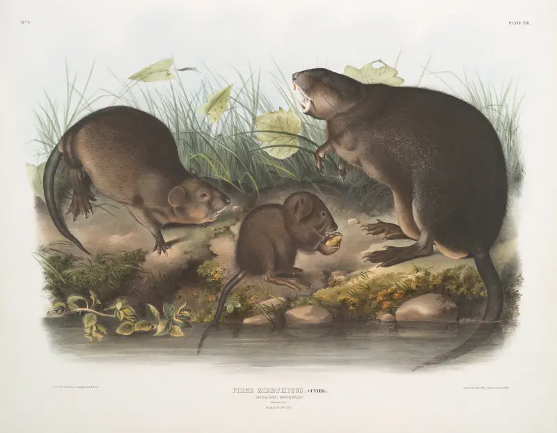 Fiber Zibethicus, Musk-Rat, Musquash. Natural size. Old and young., John Woodhouse Audubon