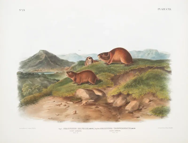 Fig. 1. Georychus helvolus, Tawny Lemming. Natural size ; Fig. 2. Georychus trimucronatus, Back’s Lemming. Natural size. av John Woodhouse Audubon