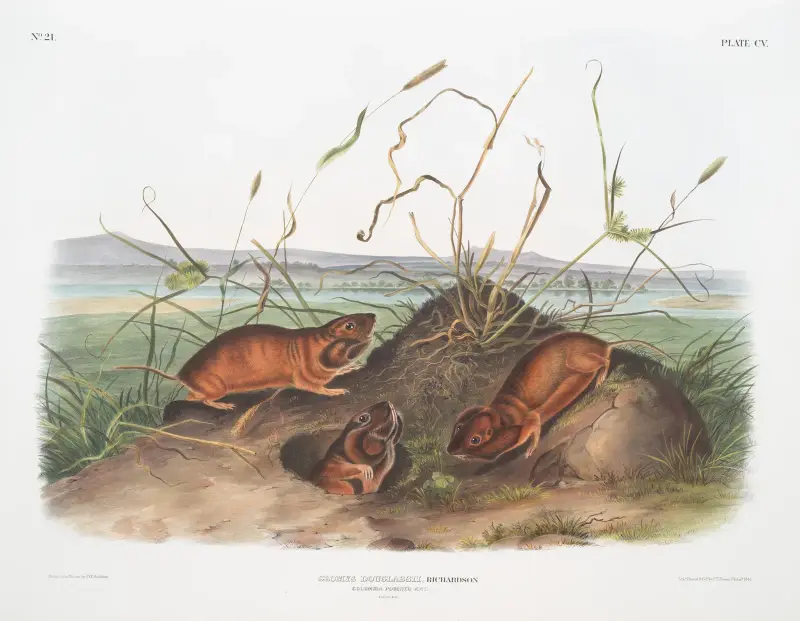 Geomys douglassii, Columbia-påsråtta. Naturlig storlek. av John Woodhouse Audubon