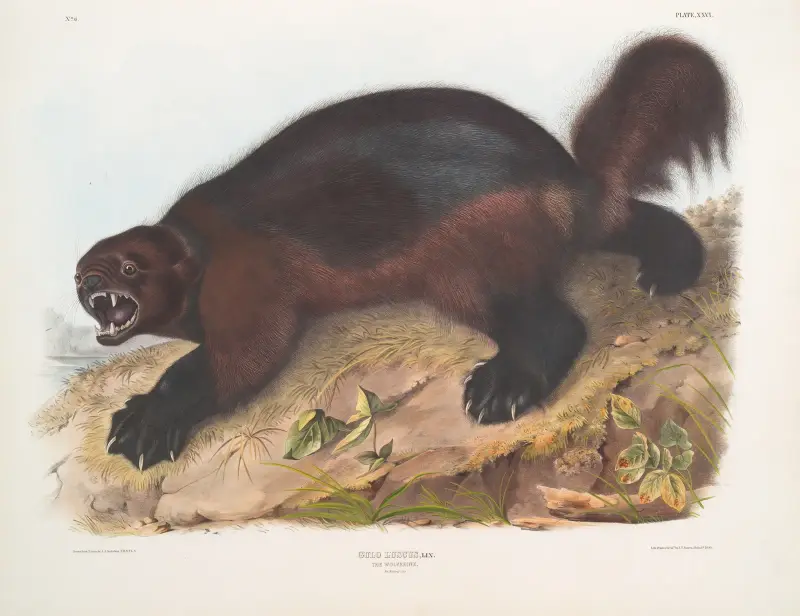 Järv (Gulo luscus) av John Woodhouse Audubon