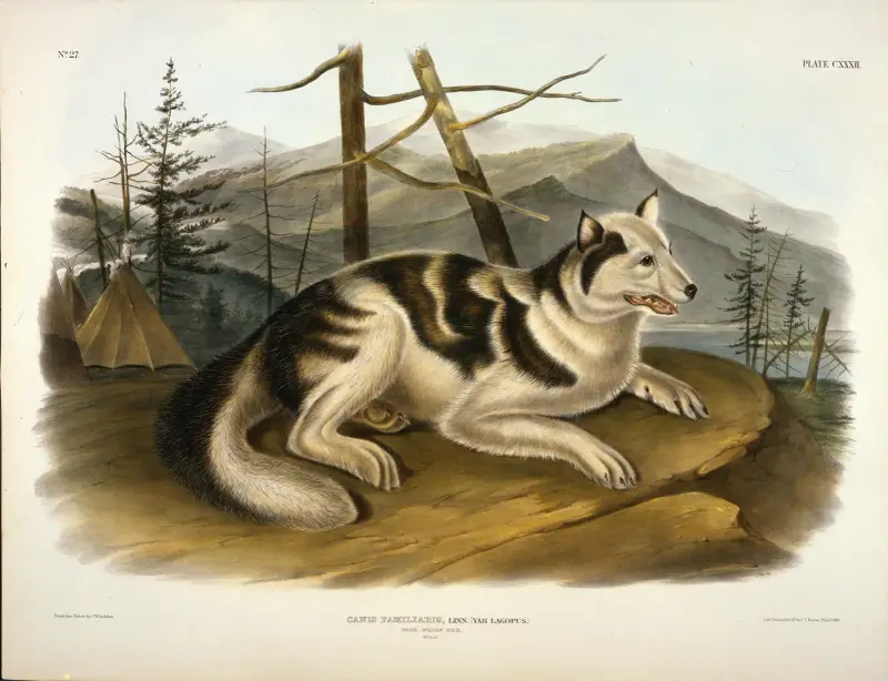 Hare Indian Dog av John Woodhouse Audubon