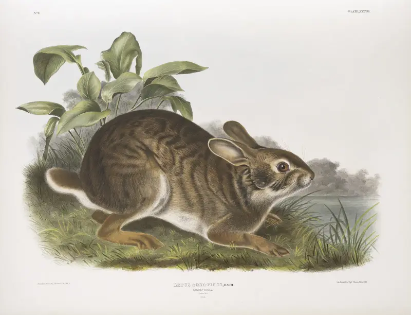 Träskhare av John Woodhouse Audubon