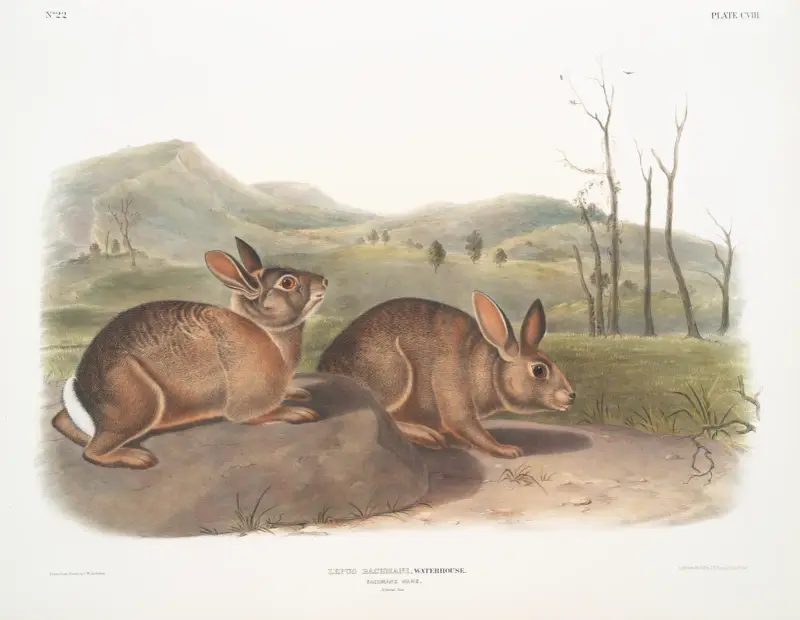 Lepus Bachmani, Bachman’s Hare. Natural size. av John Woodhouse Audubon