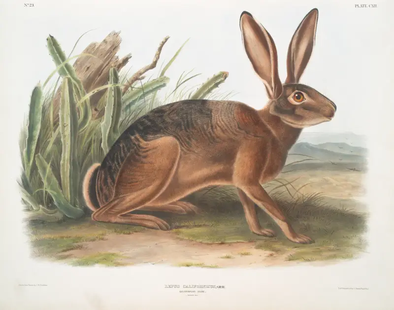 Lepus californicus, kalifornisk hare. Naturlig storlek. av John Woodhouse Audubon