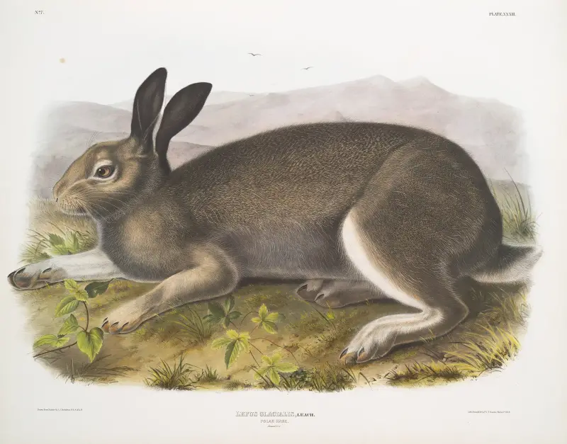 Lepus glacialis, polarhare. Naturlig storlek. av John Woodhouse Audubon